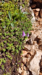 Soldanella pusilla