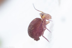 Ptenothrix palmata
