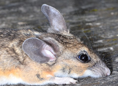Peromyscus truei