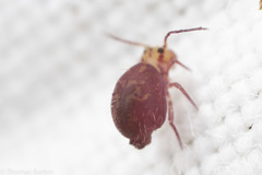 Ptenothrix palmata