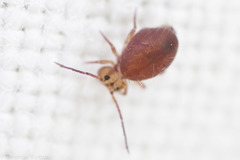 Ptenothrix palmata