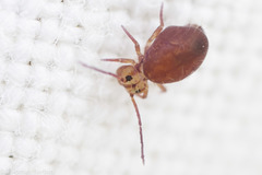 Ptenothrix palmata