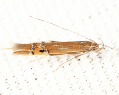 Cosmopterix scirpicola