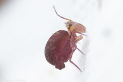 Ptenothrix palmata