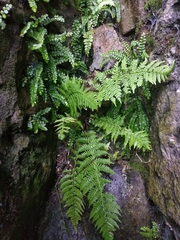 Athyrium filix-femina