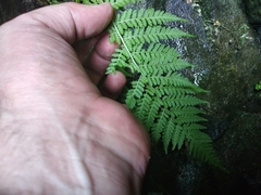 Athyrium filix-femina