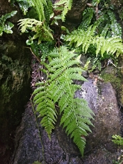 Athyrium filix-femina