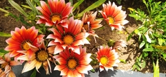 Gazania