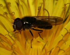 Cheilosia pagana