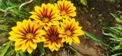Gazania