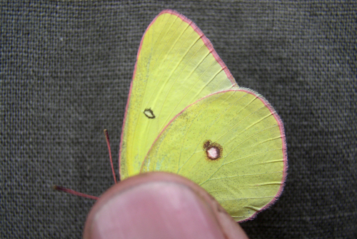 Pink-edged Sulphur photo 4