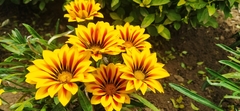 Gazania