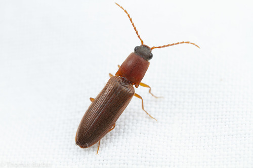 Red-bellied Click Beetle