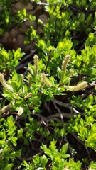 Salix breviserrata