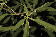 Aceria massalongoi
