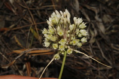 Allium pallens