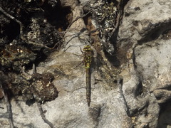 Rhionaeschna marchali