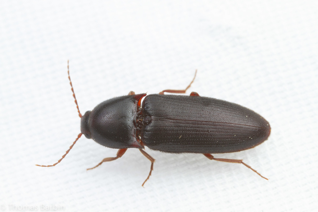 Ampedus rhodopus