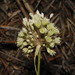 Allium pallens - Photo (c) Σάββας Ζαφειρίου (Savvas Zafeiriou), μερικά δικαιώματα διατηρούνται (CC BY-NC), uploaded by Σάββας Ζαφειρίου (Savvas Zafeiriou)