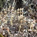 Cladonia rappii - Photo (c) Jonathan David Sánchez González, algunos derechos reservados (CC BY-NC), subido por Jonathan David Sánchez González