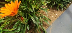 Gazania