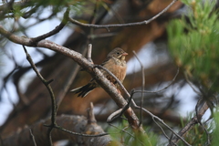 Emberiza hortulana
