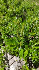 Salix hastata