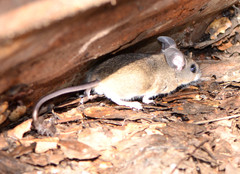 Peromyscus truei