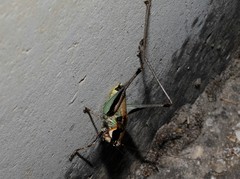 Eupholidoptera smyrnensis