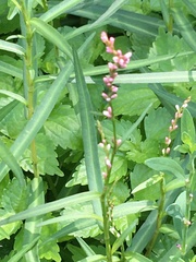 Persicaria minor