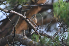 Emberiza hortulana