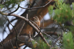 Emberiza hortulana
