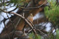Emberiza hortulana
