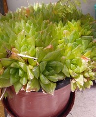 Angiospermae