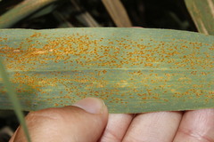 Puccinia magnusiana