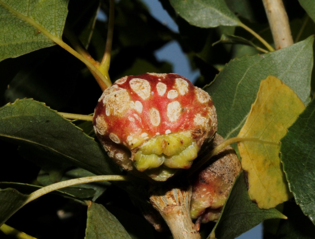 Pemphigus immunis (Pemphigus immunis)