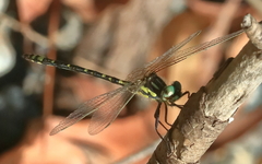 Eusynthemis virgula