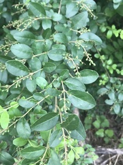 Ligustrum sinense
