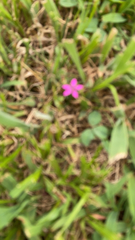 Dianthus armeria