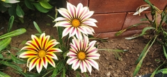 Gazania