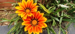 Gazania