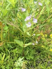 Veronica anagallis-aquatica