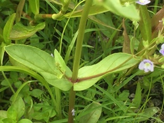 Veronica anagallis-aquatica