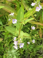 Veronica anagallis-aquatica