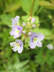 Veronica anagallis-aquatica
