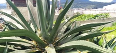 Agave americana