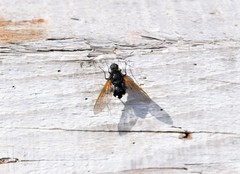 Satyramoeba hetrusca