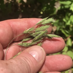 Bromus kalmii