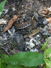 Clonophis kirtlandii