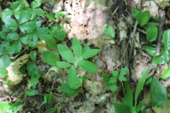Uvularia sessilifolia